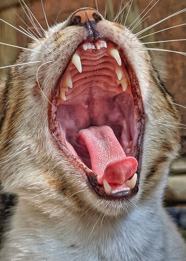 Roar like a Tiger