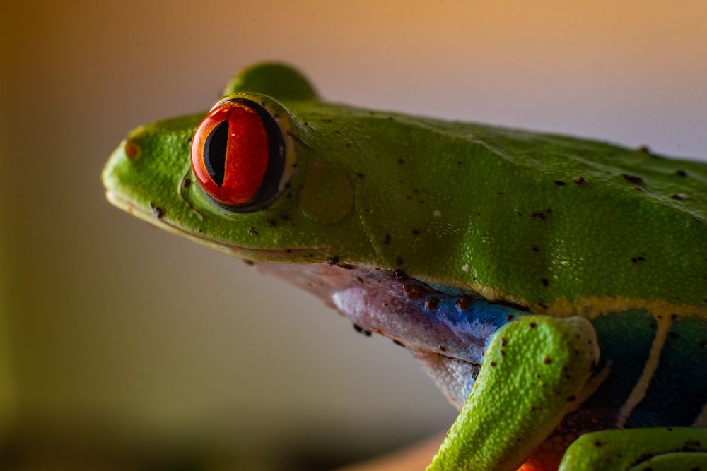 Photograph by JUAN ELGUETA