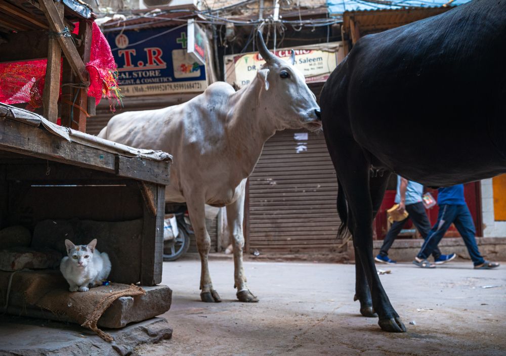 Photograph by Manmeet manan