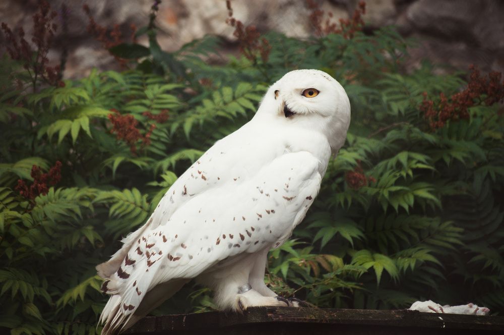 Photograph by Александр Раков