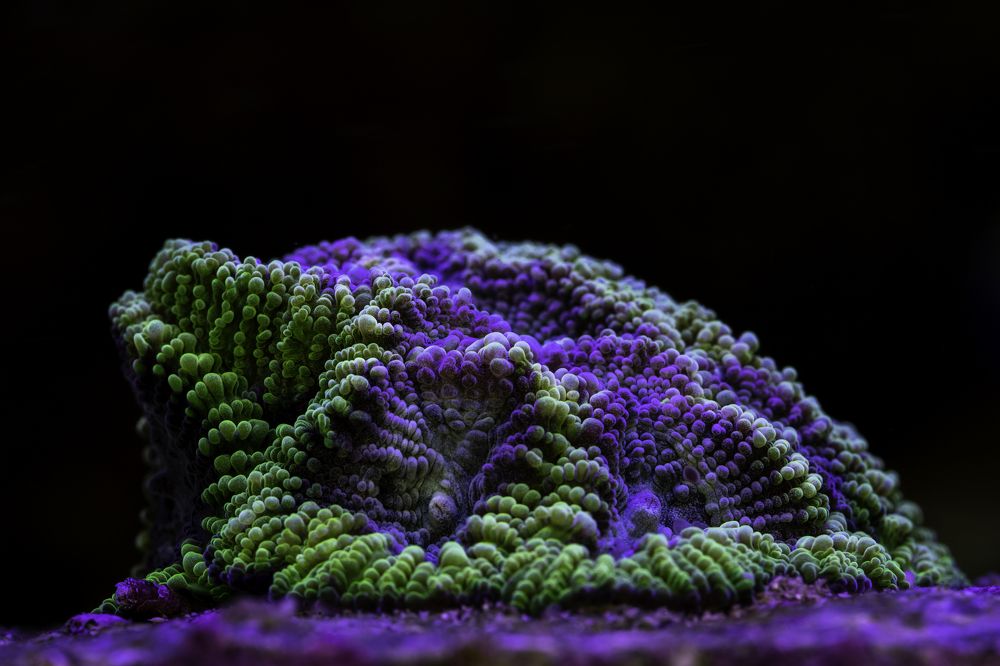 Coral - Морской коралл