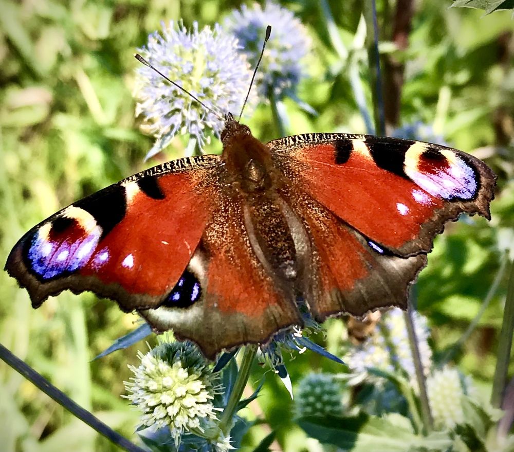 Photograph by Елена Сушкова