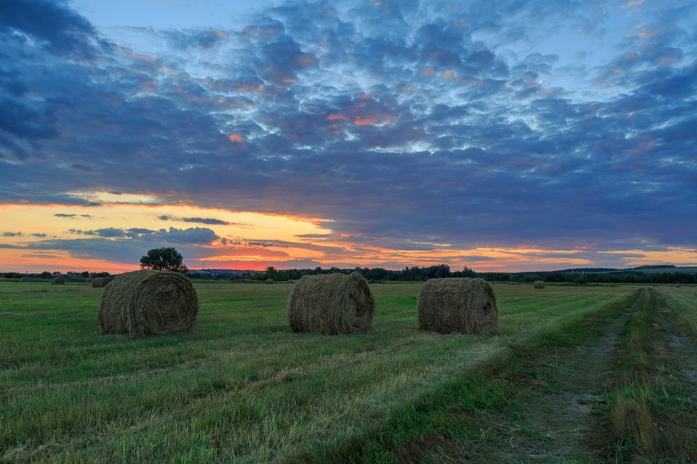Рулоны сена в поле