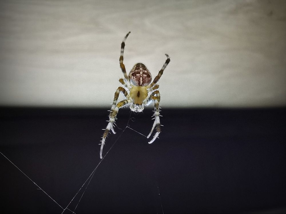 Между светом и тьмой...