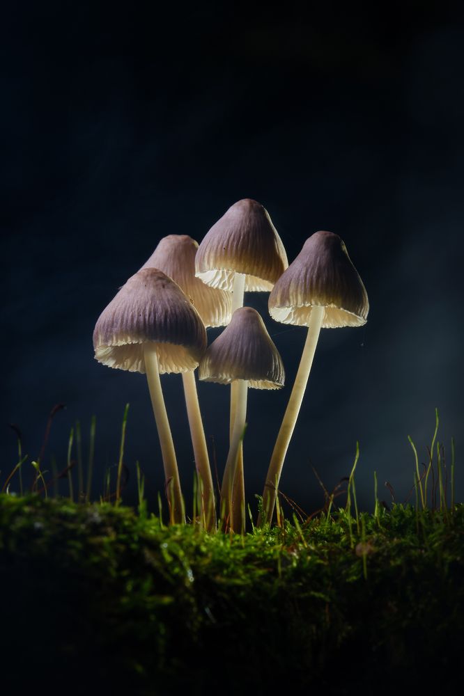 Светящиеся грибы.