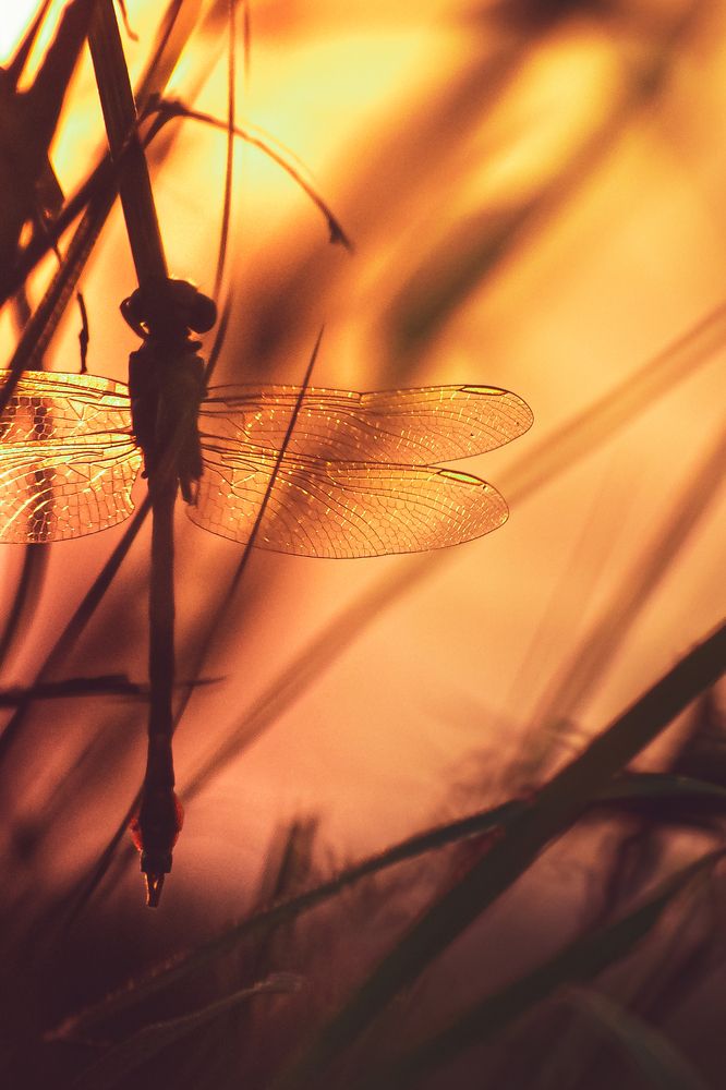 Фотография автора Arpit Dhore