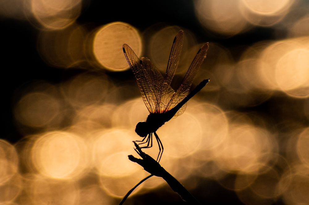 Фотография автора Arpit Dhore