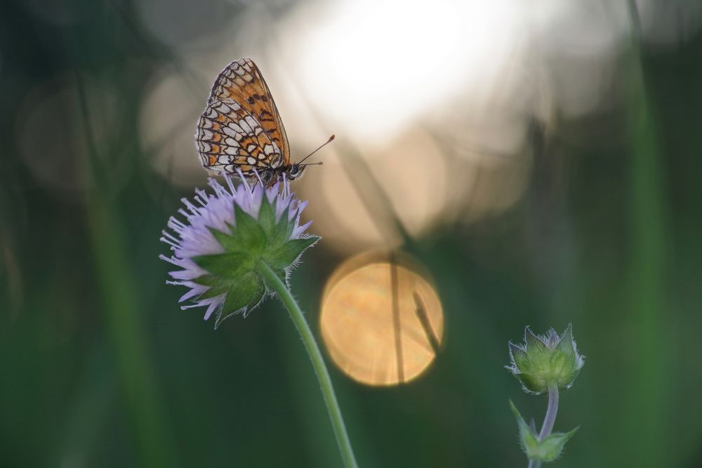 Photograph by Janek Kamja