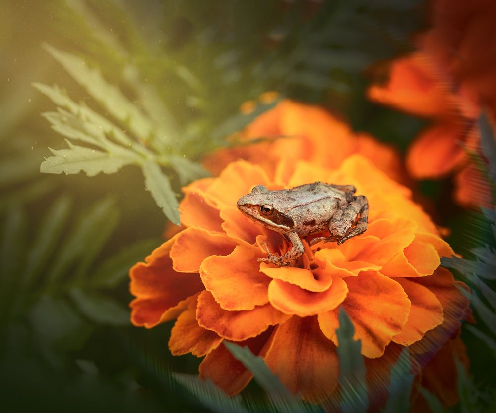 Photograph by Елена Иванова