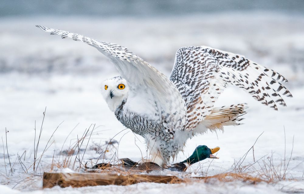 Photograph by George