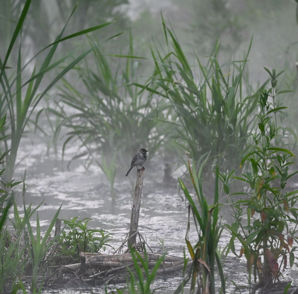 Раннее утро.