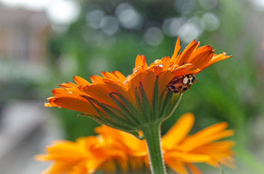 Photograph by Мария Дубова