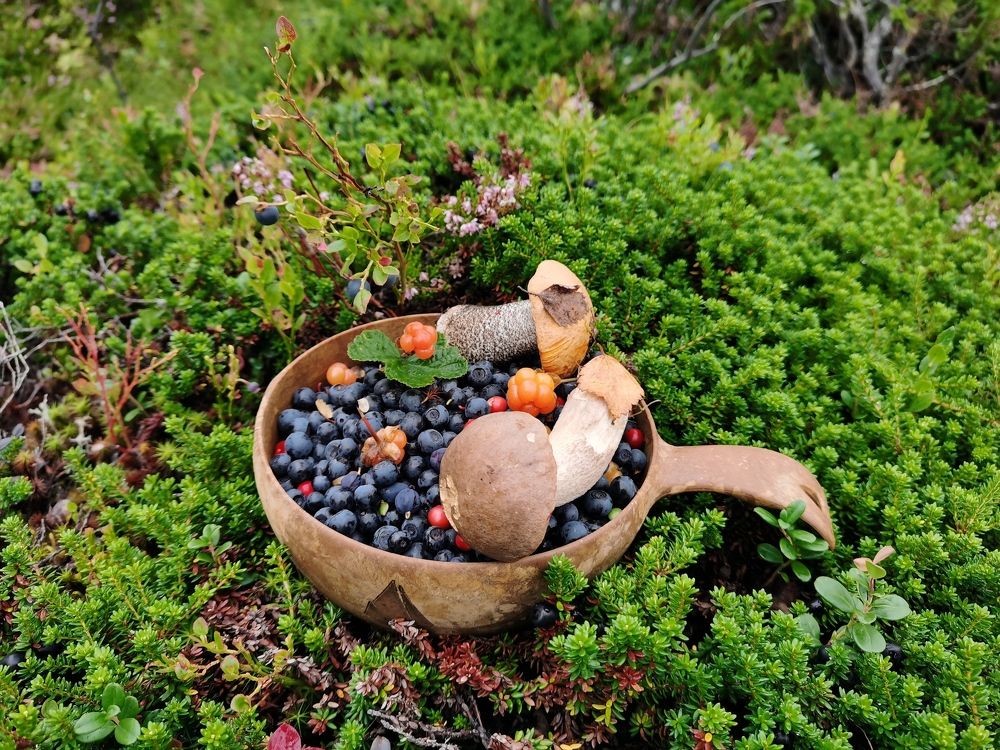 Лесные дары Кольского Заполярья