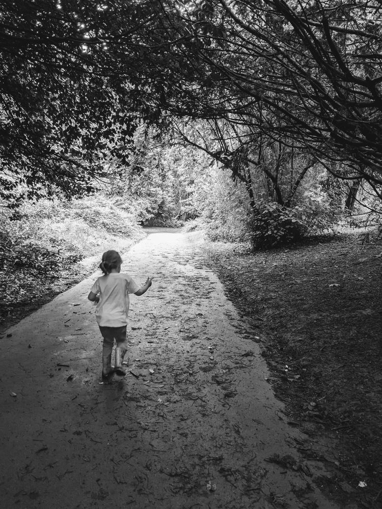 Through the Forest