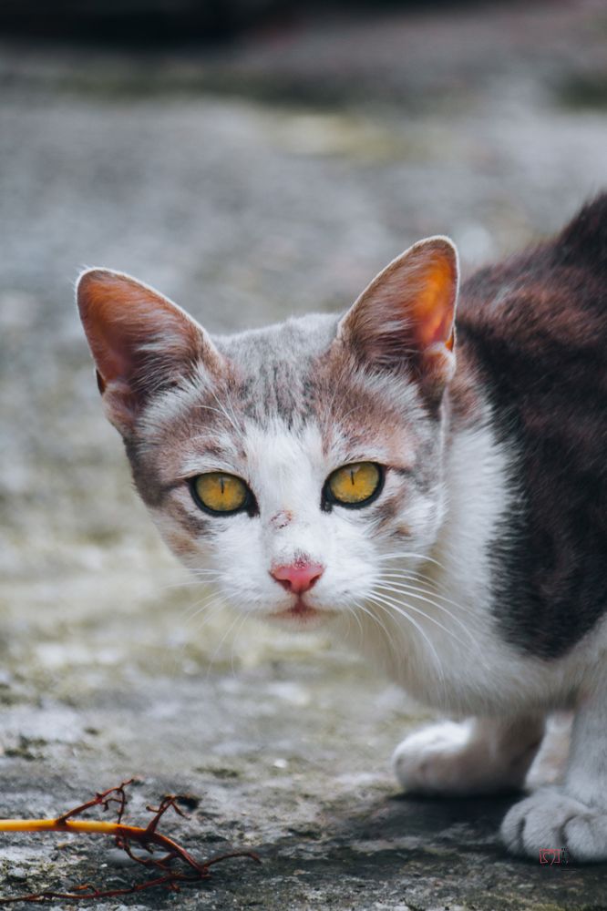 Photograph by Bhatt Muxamil