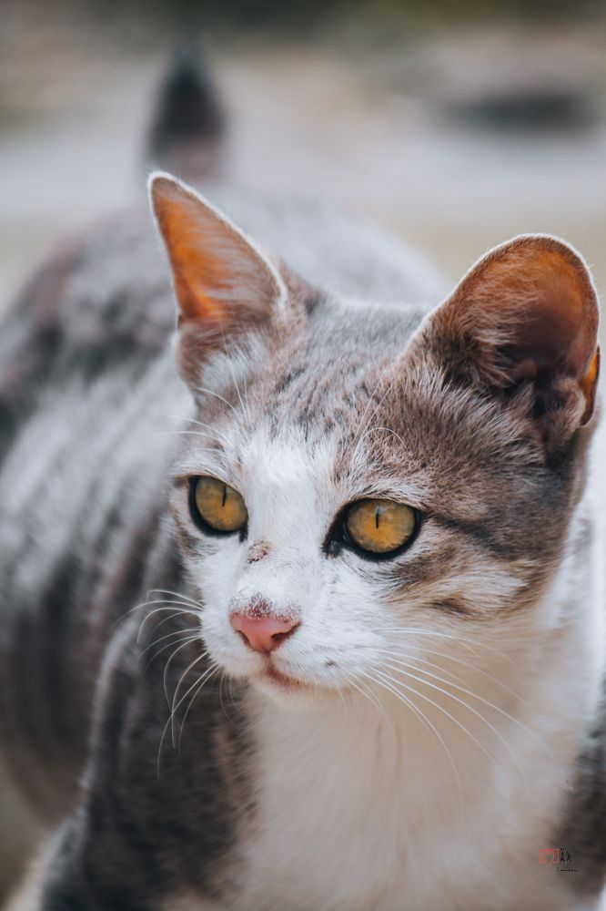 Photograph by Bhatt Muxamil