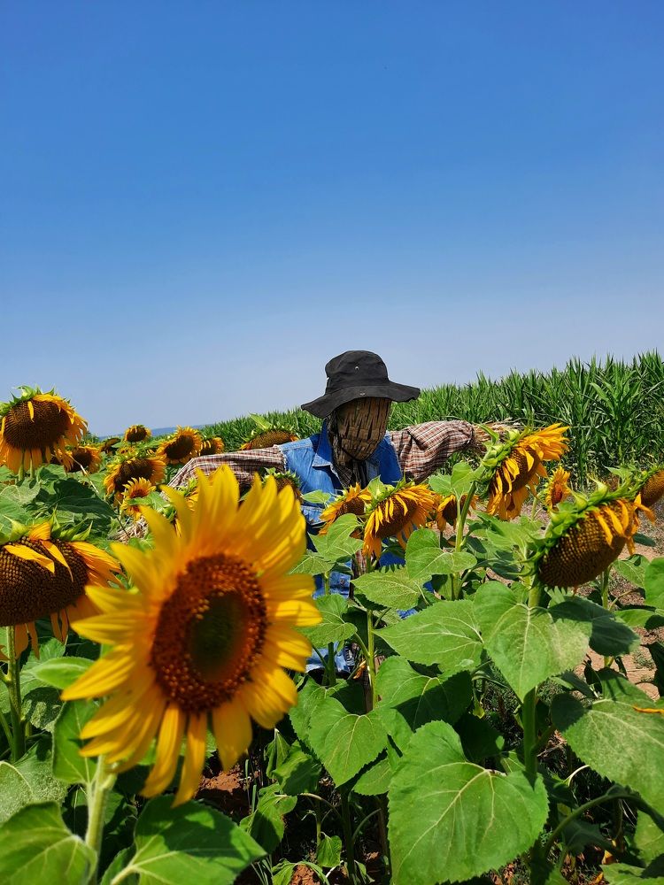 Polje suncokreta i strašilo