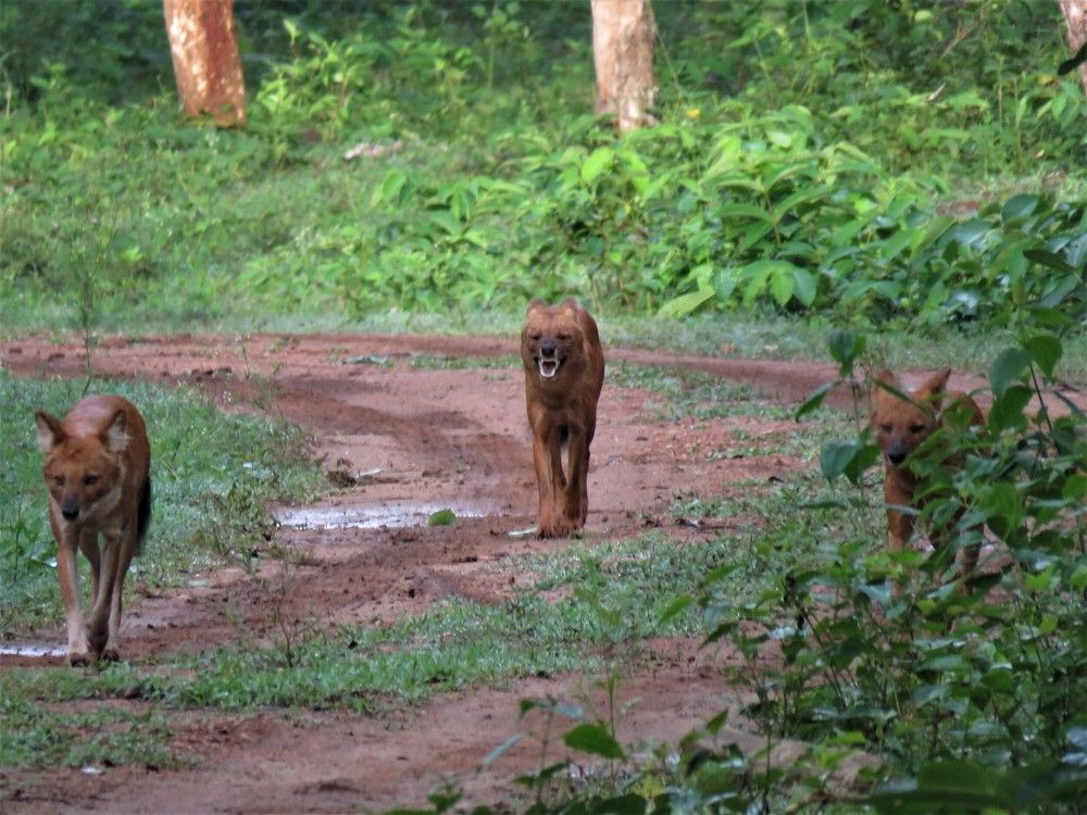 Pack of 3 dhole coming head on
