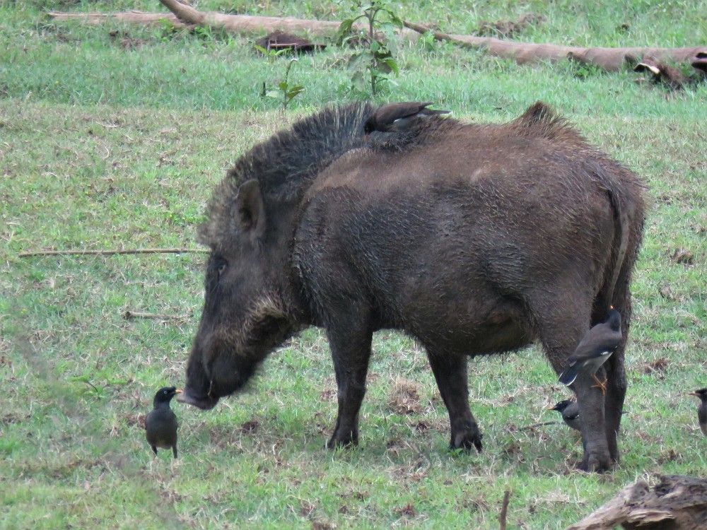 Wild boar with Mohican hairstyle