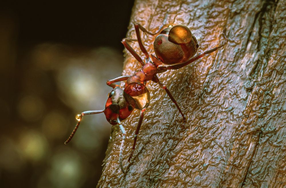 Photograph by Антон Парфентьев