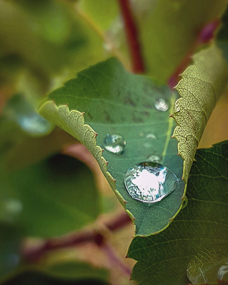 Утренняя роса