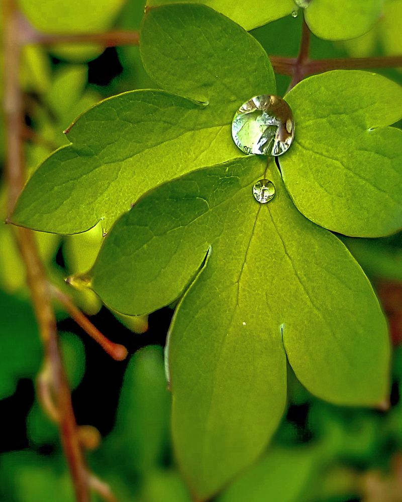 Утренняя роса