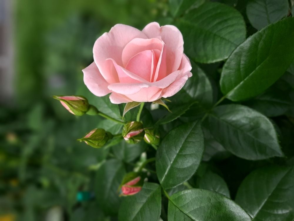 Фотография автора Светлана Дунаева