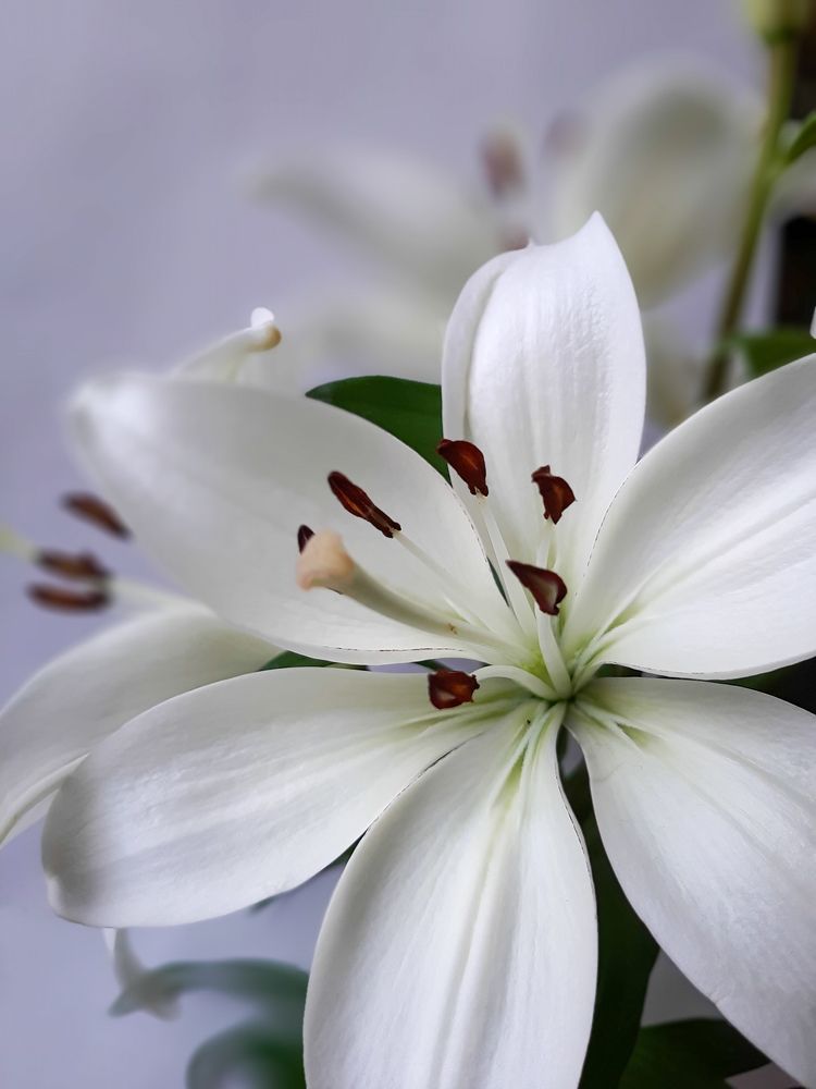 Фотография автора Светлана Дунаева