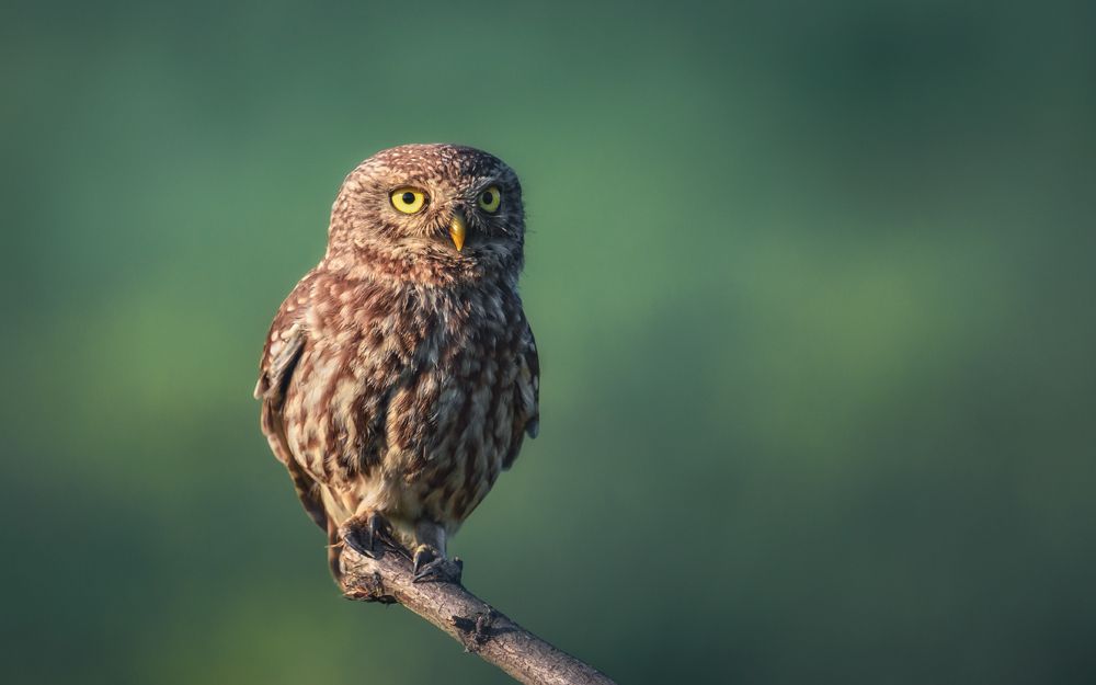 Доброе сычиное утро!...