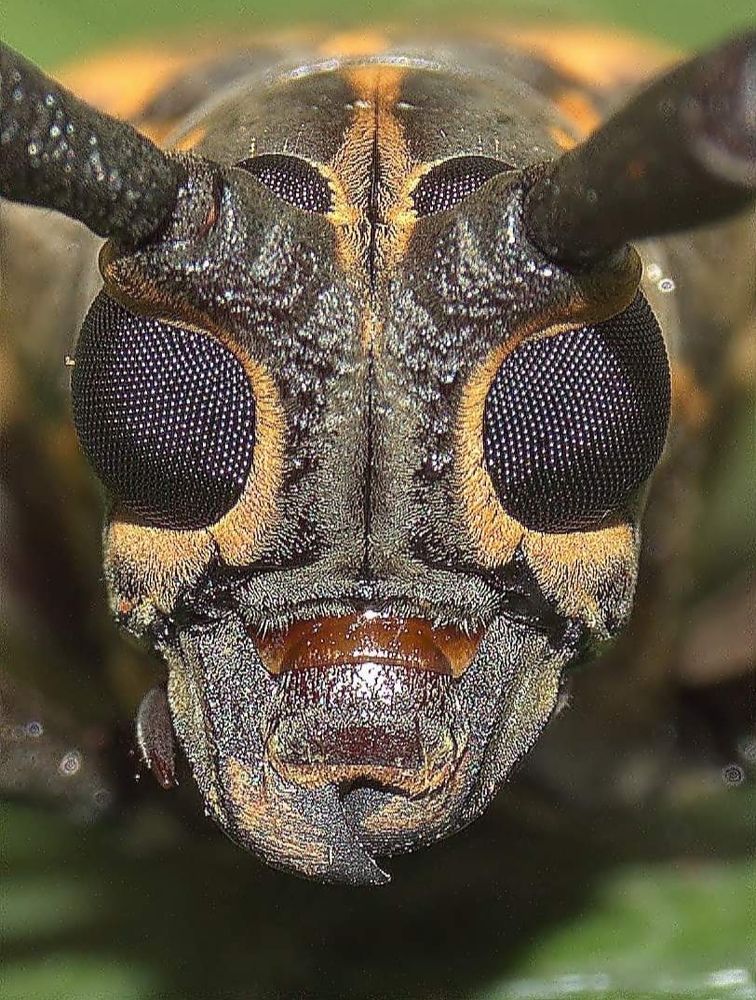 Photograph by Hasyim Bani