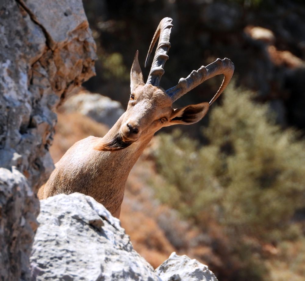 Ibex - Shouf Biosphere Reserve