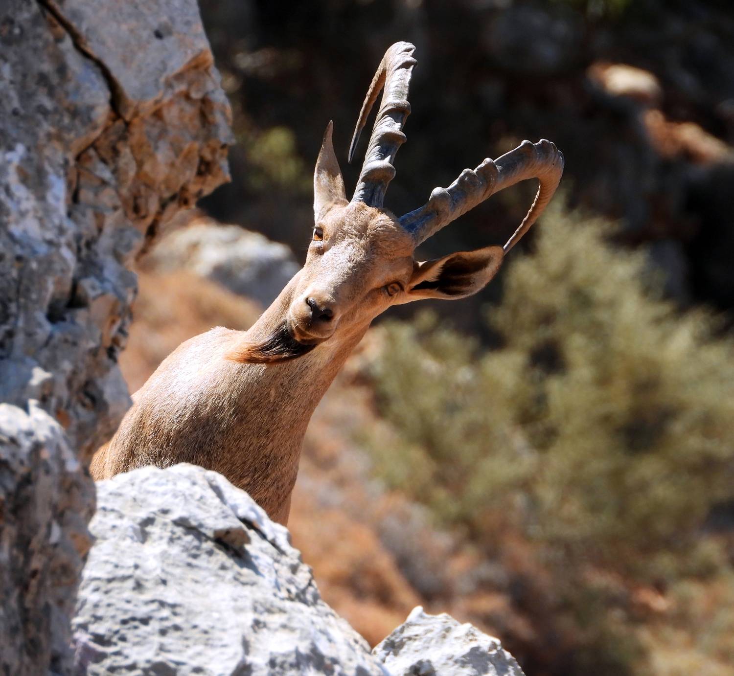 Ibex - Shouf Biosphere Reserve