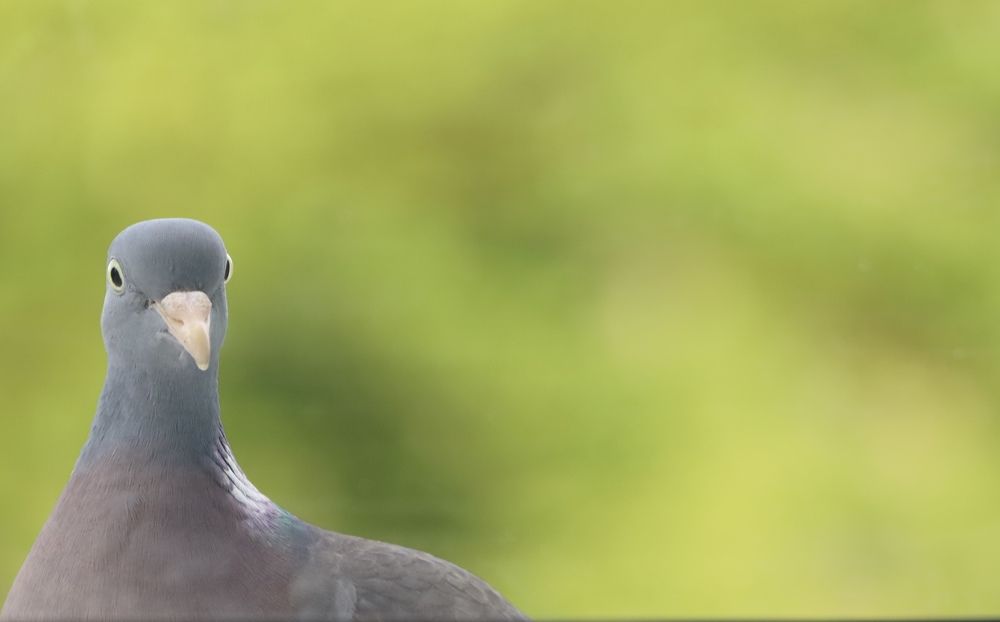 Крылатый друг.