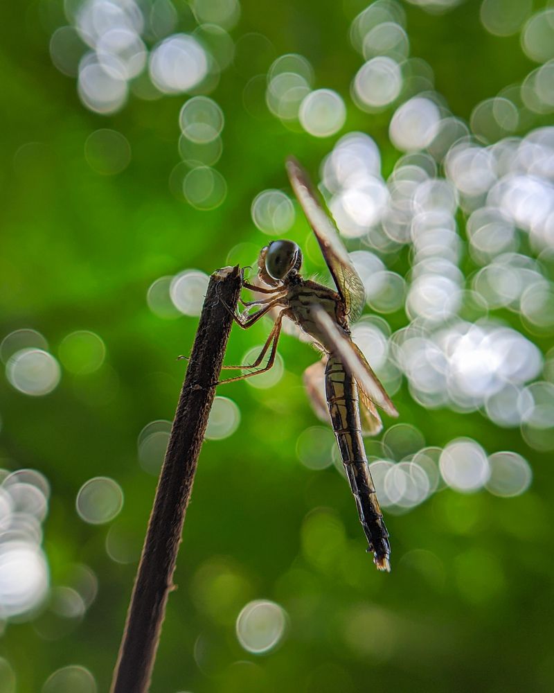 Natural bokeh with dragonfly