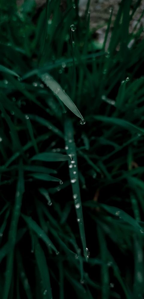 Photograph by Zahoor Mir