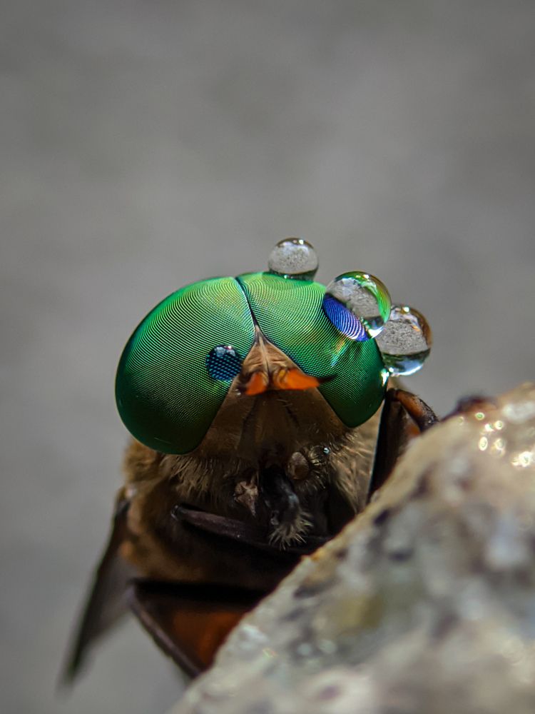 Rain drops on the head of greenheaded horsefly