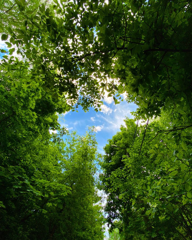 Подняв глаза