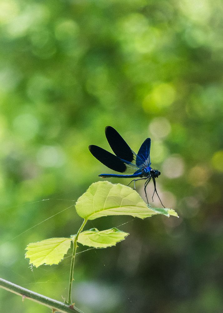 Photograph by Sanjoy Sengupta