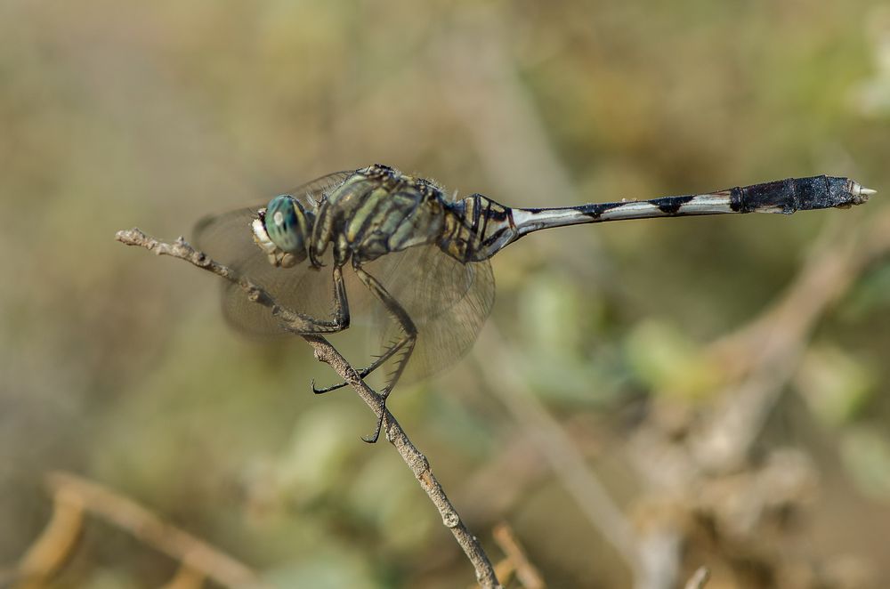 Photograph by Sanjoy Sengupta