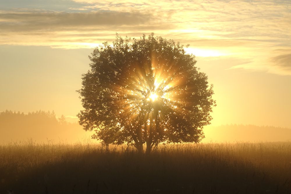 Sunrise on foggy field