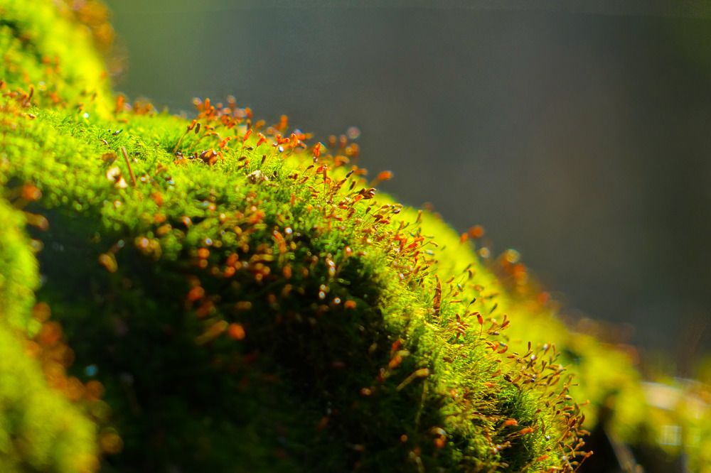 Фотография автора Piratantoha