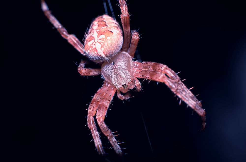 Photograph by Олег Зальвовский