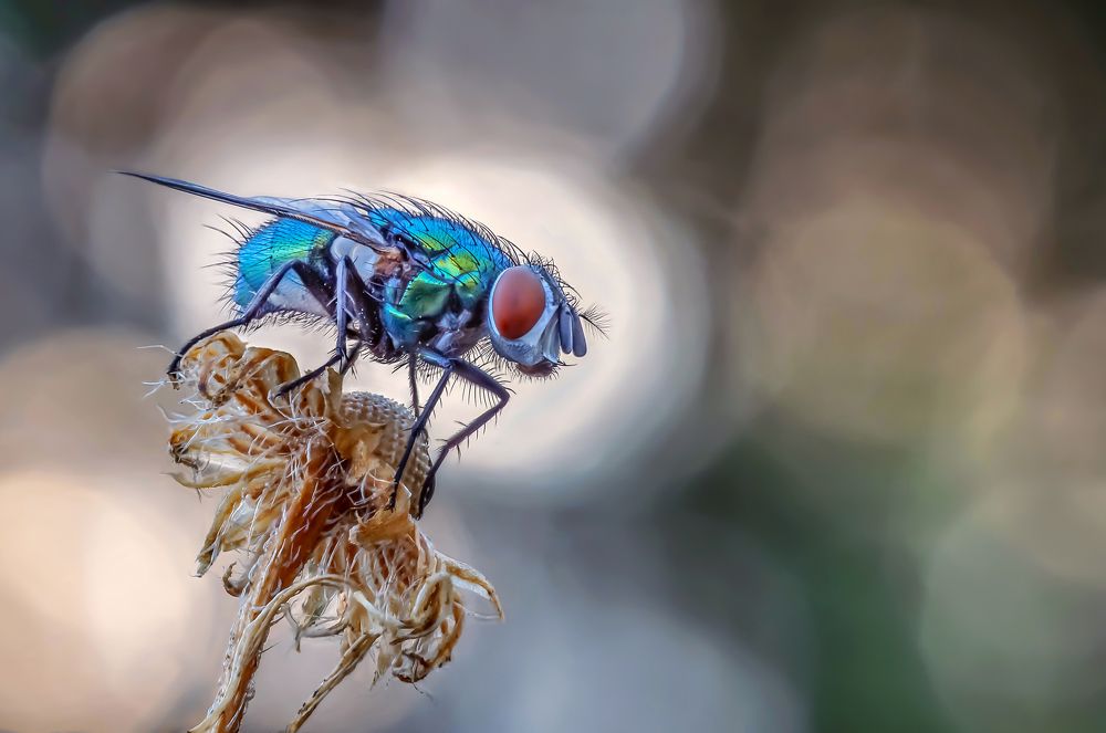 Photograph by Чепленко Алексей