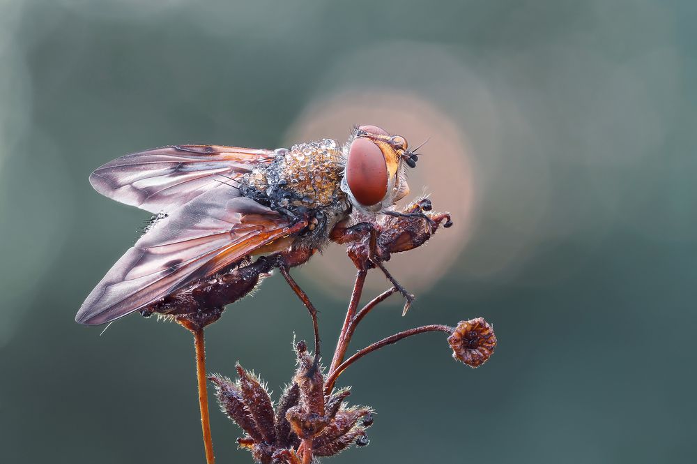 Photograph by Чепленко Алексей
