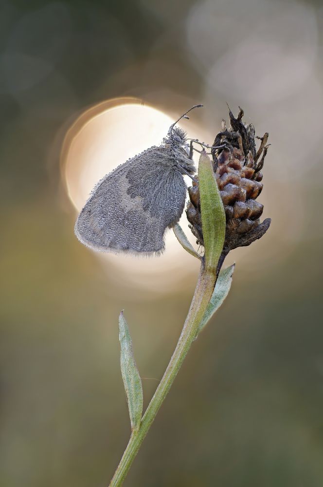 Photograph by Чепленко Алексей