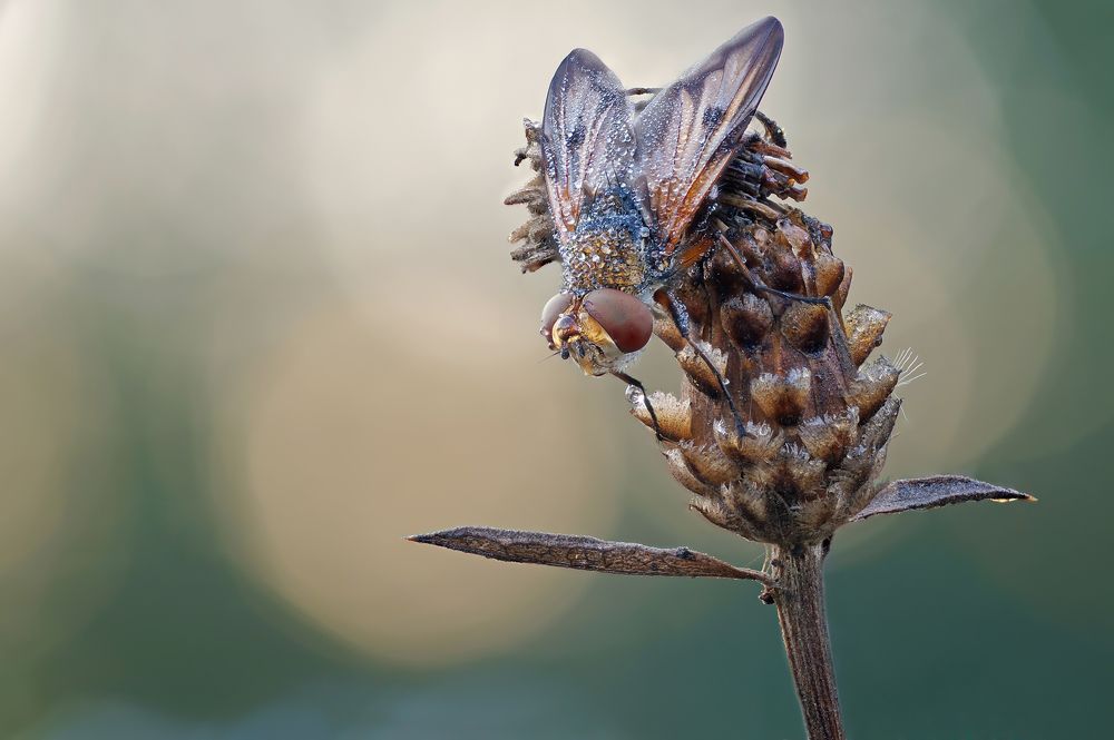 Photograph by Чепленко Алексей