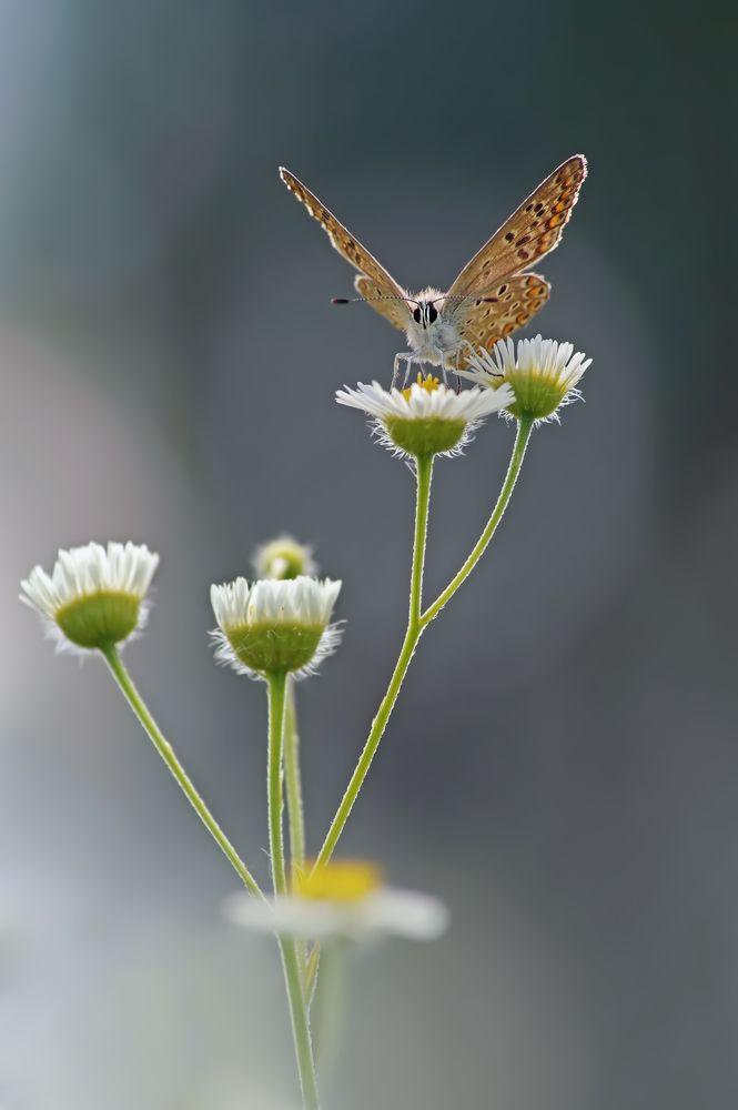 Photograph by Чепленко Алексей