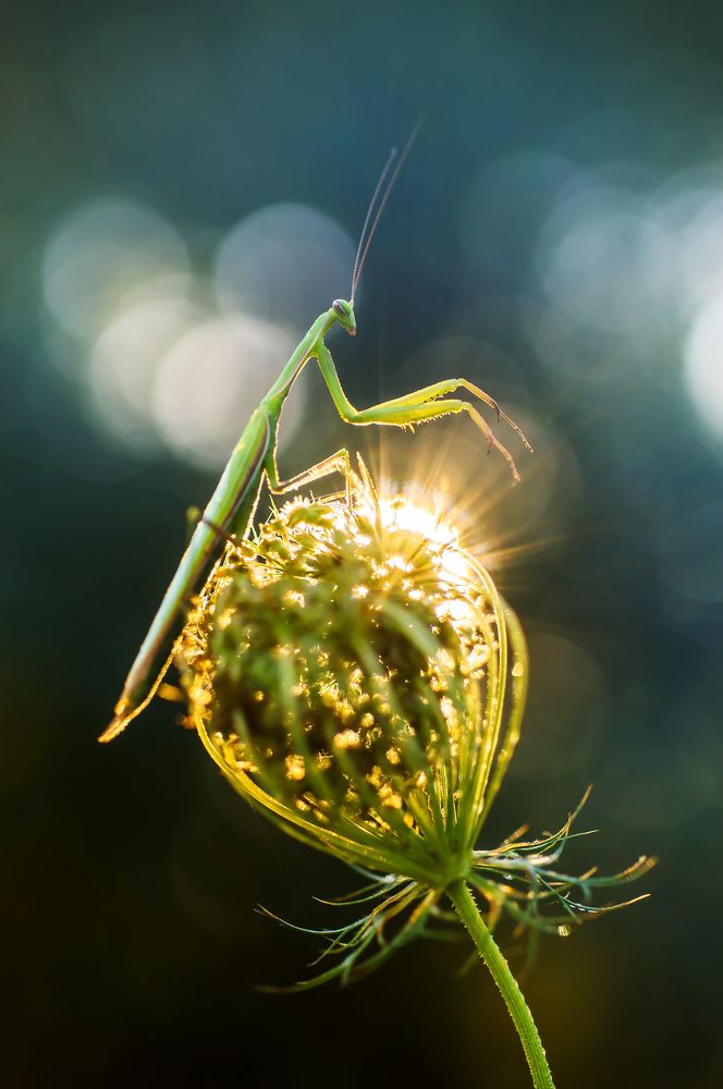 Photograph by Чепленко Алексей