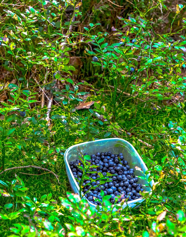 Лесная ягода