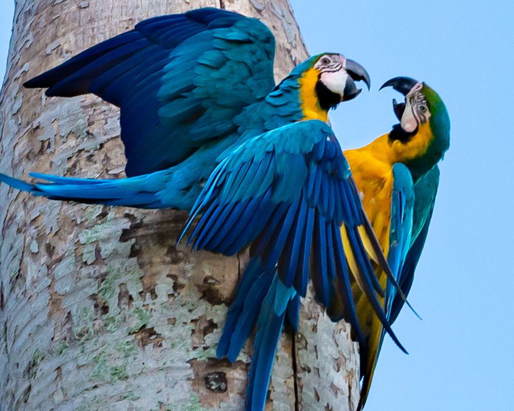 Guacamayas caraqueñas